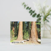 Zo mooi Sequoia Briefkaart! Briefkaart (Staand voorkant)