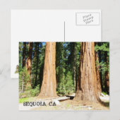 Zo mooi Sequoia Briefkaart! Briefkaart (Voorkant / Achterkant)