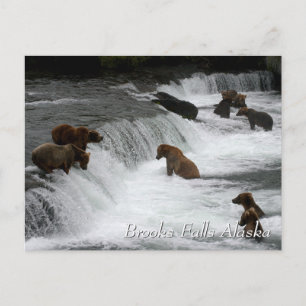 Zo veel beren, Brooks Falls Alaska  Briefkaart