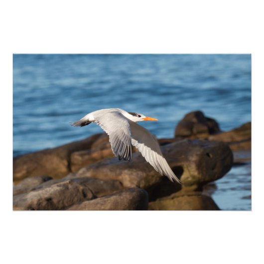 Zoals de Tern Flies Foto Afdruk (Voorkant)