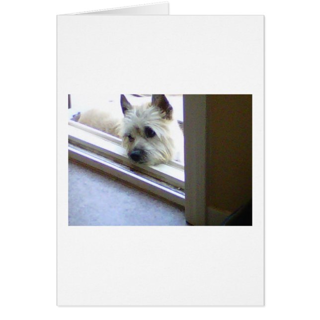 Zoe Cairn Terrier (Voorkant)