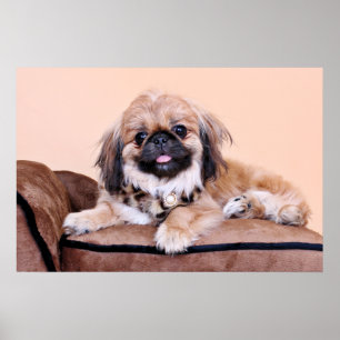 Zoe - Pekingese Poster