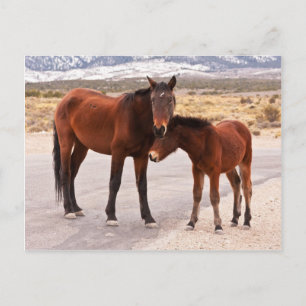 ZoekComfort Briefkaart