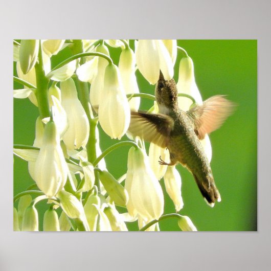 Zoemende Vogel Poster (Voorkant)
