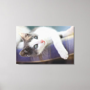 Zoet Kat in speldenstaaf Canvas Afdruk