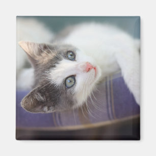 Zoet Kat in speldenstaaf Magneet