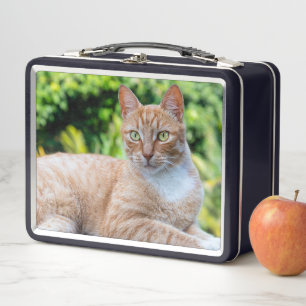 Zoet klein kat