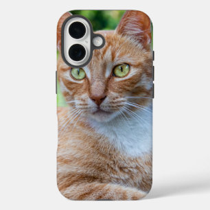 Zoet klein kat iPhone 16 hoesje