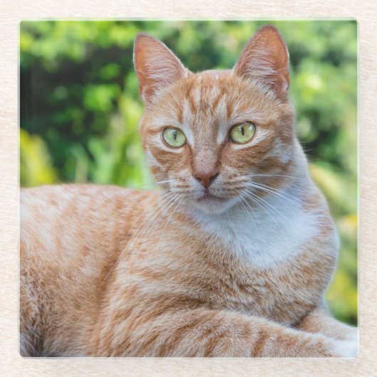 Zoet klein kat glazen onderzetter (Voorkant)