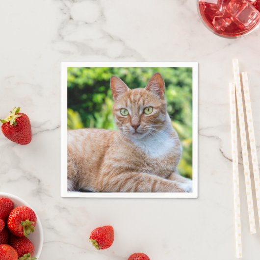 Zoet klein kat servet (Insitu)