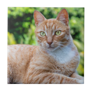 Zoet klein kat tegeltje