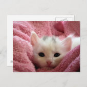 Zoet zacht kat blijf warm briefkaart (Voorkant / Achterkant)