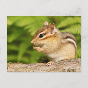 zoete baby-chipmunk met snack briefkaart