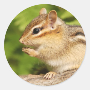 zoete baby-chipmunk met snack ronde sticker