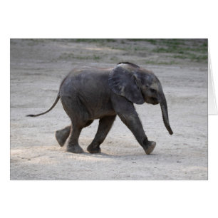 Zoete Baby Olifant Kibali