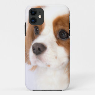 Zoete Cavalier King Charles Spaniel iphone 5g Hoes