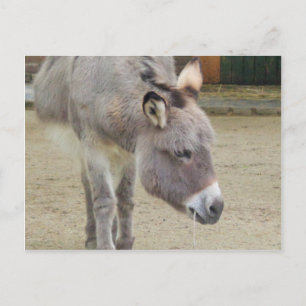 Zoete Donkey, Animal Grey, Horse Family Briefkaart