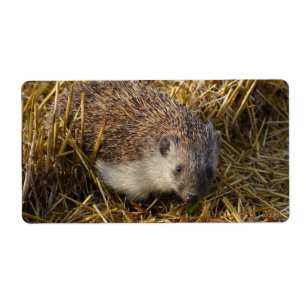 Zoete egel in een dingetje etiket