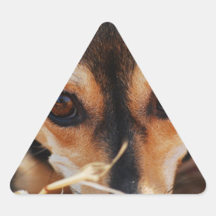 Zoete hond leggend in hooi driehoek sticker