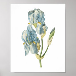 zoete iris (Iris pallida) van Redouté Poster