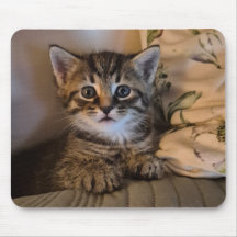 Zoete katje