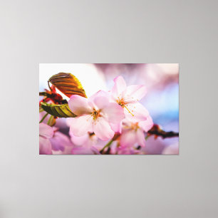 Zoete Kersenbloesems Van Roze Kleur En Blauwe Luch Canvas Afdruk