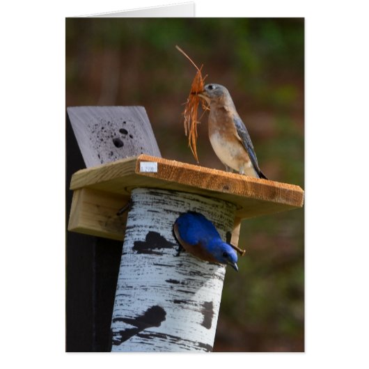 Zoete nestende blauwvogels (Voorkant)