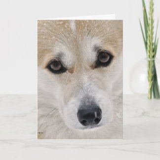 Zoete Pop Corgi Kaart