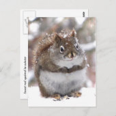 Zoete rode eekhoorn briefkaart (Voorkant / Achterkant)