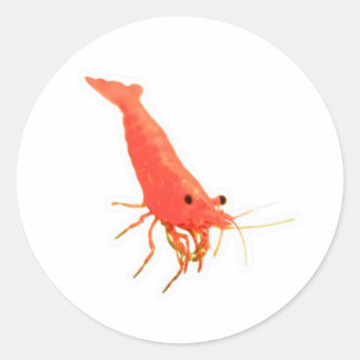 Zoete Roodkersen Garnaal Sticker, Levendig Aquariu Ronde Sticker