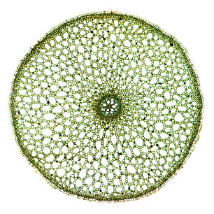 Zoete vlag (Acorus Root) Draagtas