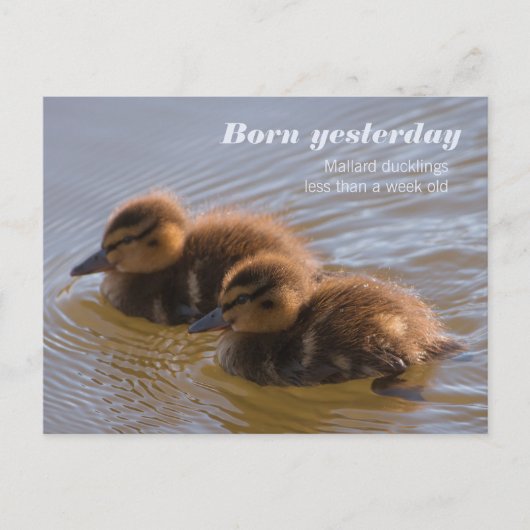 Zoete wilde eenden CC0146 Geboren gisteren Briefkaart (Voorkant)