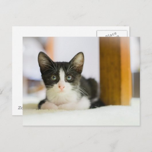 Zoete witte en zwarte keuken briefkaart (Voorkant / Achterkant)