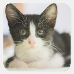 Zoete witte en zwarte keuken vierkante sticker