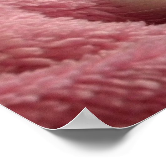 Zoete zachte kitten poster (Hoek)