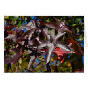 Zoetgumbladeren in Herfst