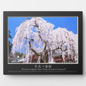 Zoetkersboom ("Nara Ichiban-Zakura") Fotoplaat (Voorkant)