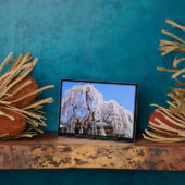 Zoetkersboom ("Nara Ichiban-Zakura") Fotoplaat (Zijkant)