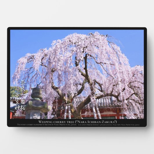 Zoetkersboom ("Nara Ichiban-Zakura") Fotoplaat (voorkant)