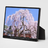 Zoetkersboom ("Nara Ichiban-Zakura") Fotoplaat (Zijkant)