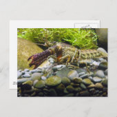 zoetwaterkreeft briefkaart (Voorkant / Achterkant)