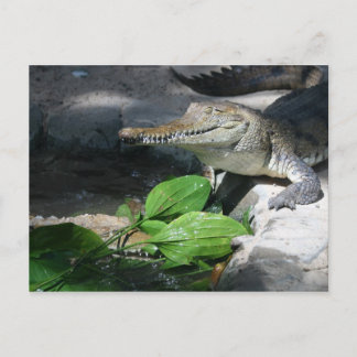 zoetwaterkrokodil briefkaart