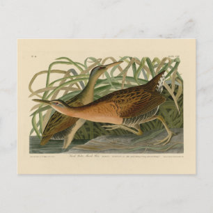 zoetwatermarsh Hen - Amerikaanse vogelvogels Briefkaart