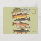 Zoetwatervis illustraties briefkaart (Achterkant)