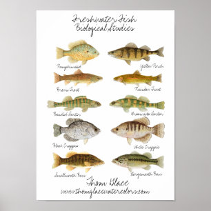 zoetwatervis Poster