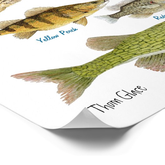 Zoetwatervis uit Zuid-Amerika Poster (Hoek)