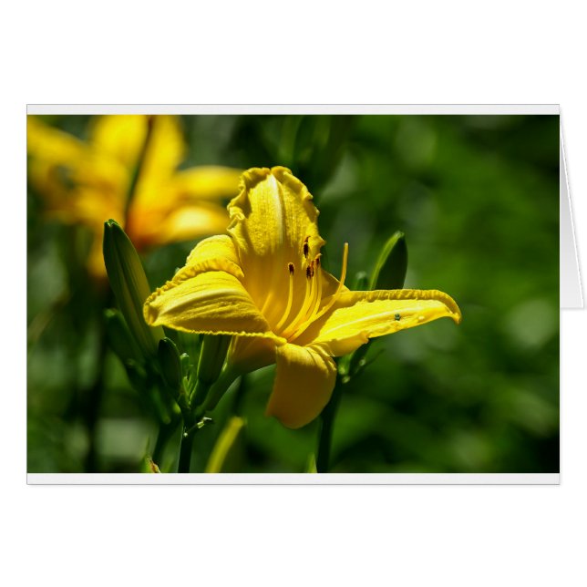 Zomdag (Voorkant Horizontaal)