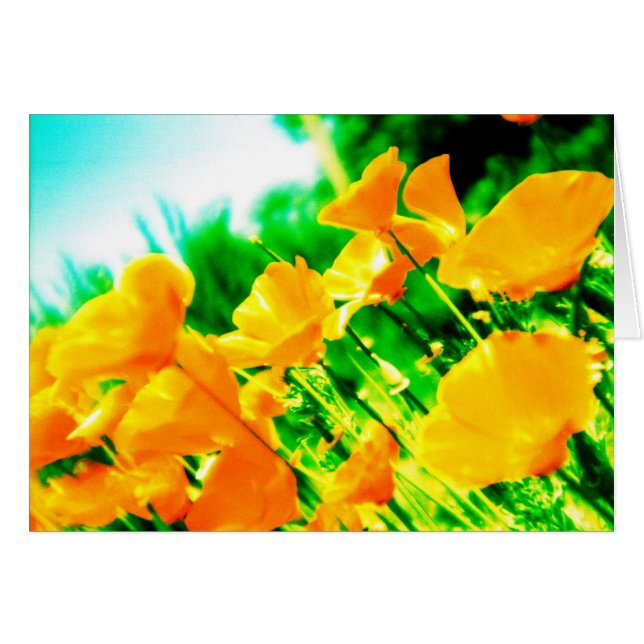 zomer (Voorkant Horizontaal)