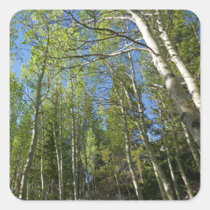 Zomer Berkebomen bij Rocky Mountain Vierkante Sticker