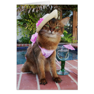 Zomer Dagen met zomer kat